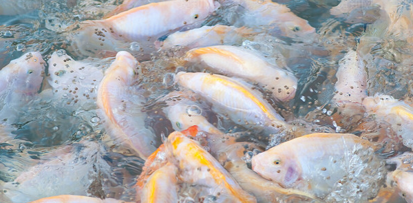 水產(chǎn)養(yǎng)殖戶(hù)需要注意水質(zhì)的哪些變化？